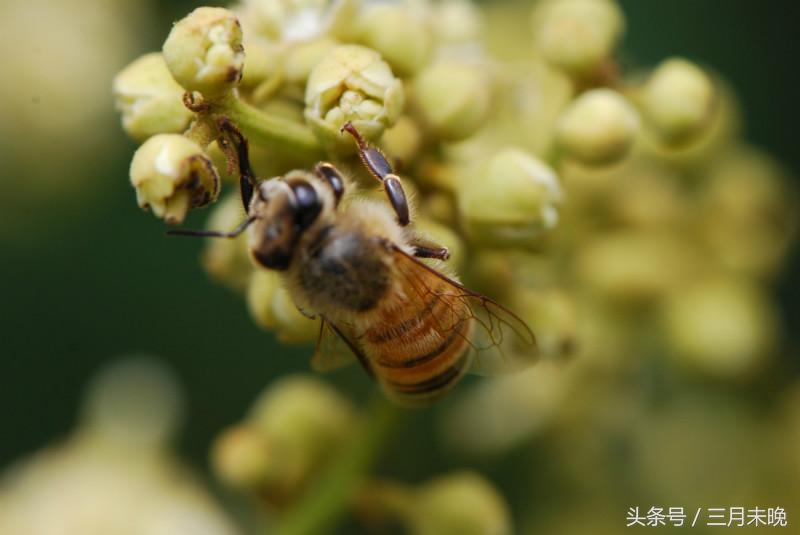 中国5大最有名蜂蜜排行榜，你吃过几种呢？