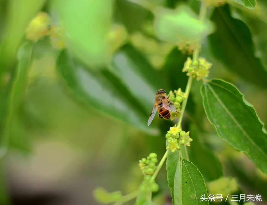 中国5大最有名蜂蜜排行榜，你吃过几种呢？