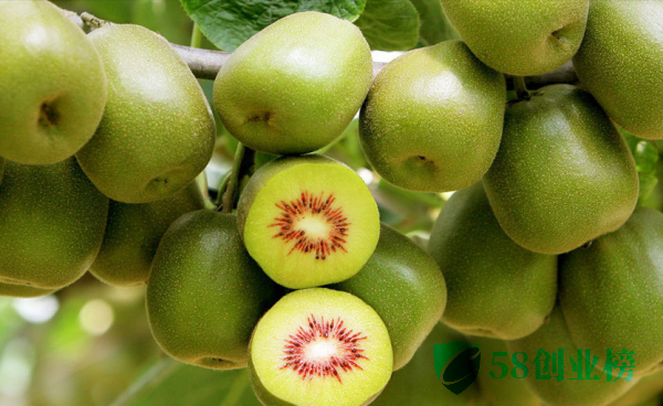 58创业榜网-全国猕猴桃哪里产的可以提供大量又好吃 猕猴桃在哪里产的最有名