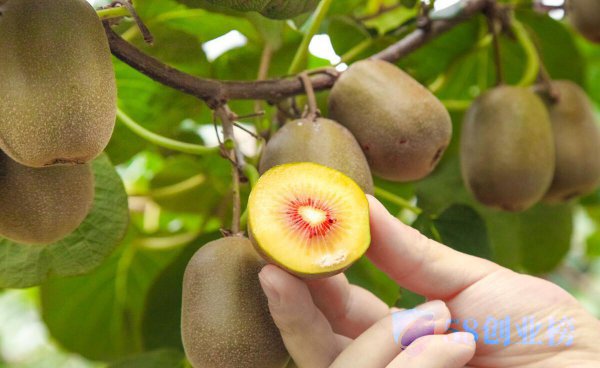 58创业榜网-全国猕猴桃哪里产的可以提供大量又好吃 猕猴桃在哪里产的最有名